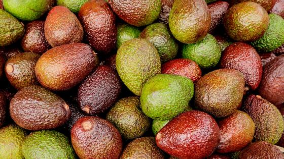 Exportación aguacate Hass Exportación aguacate Hass