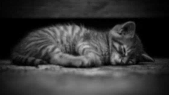 Maltrato animal Maltrato animal