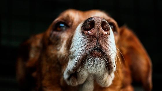 Perro espera a su dueño en Wuhan 