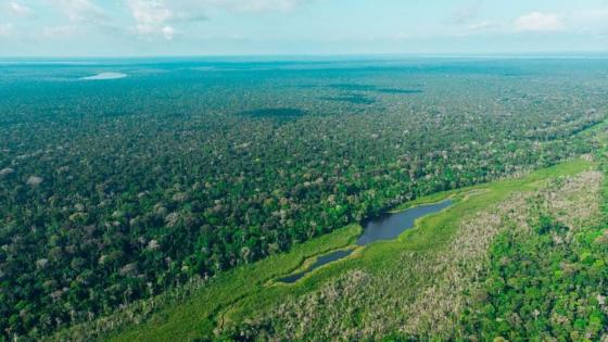 Coronavirus en la Amazonía