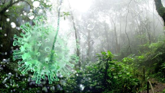 amazonas amazonas