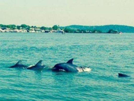 delfines en cartagena