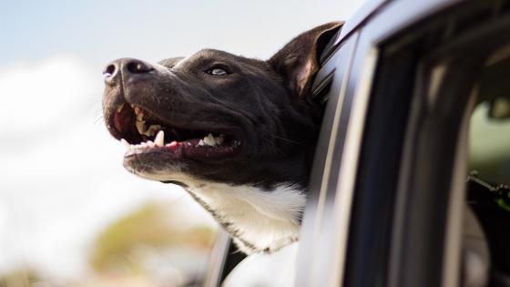 perros aumentan la seguridad vial