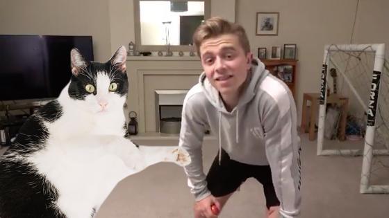gato gato