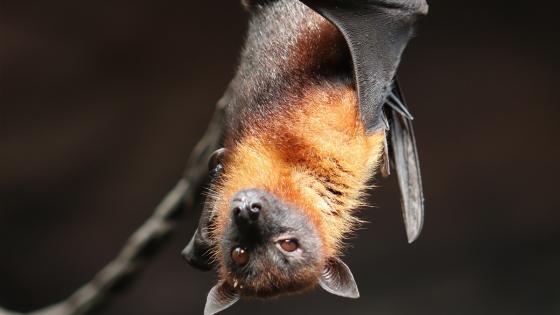 enfermedad bacteriana vinculada a murciélagos 