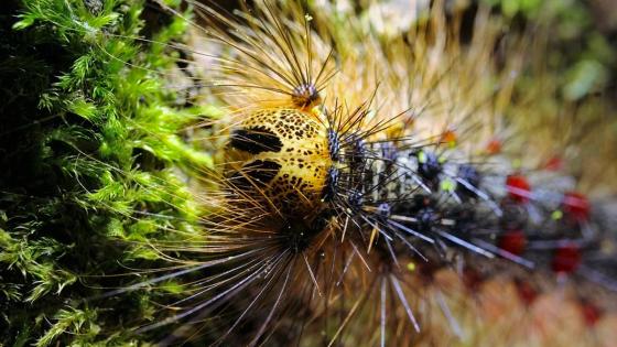 Devastadora plaga de orugas ataca bosque en Marruecos