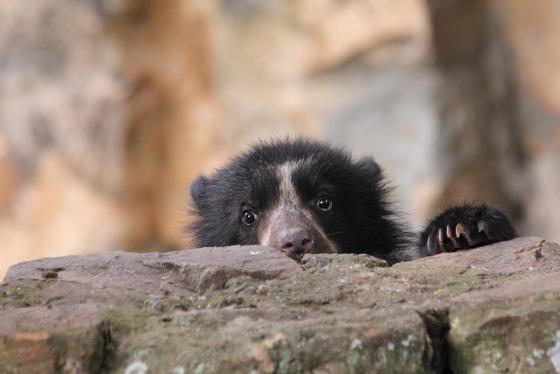 oso de anteojos