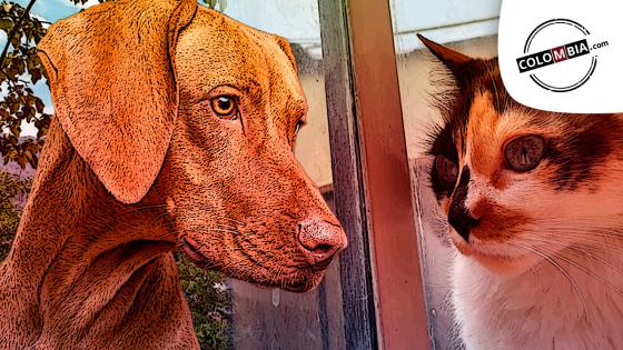 Mascotas y cuarentena: una oportunidad para reforzar el amor Mascotas y cuarentena: una oportunidad para reforzar el amor