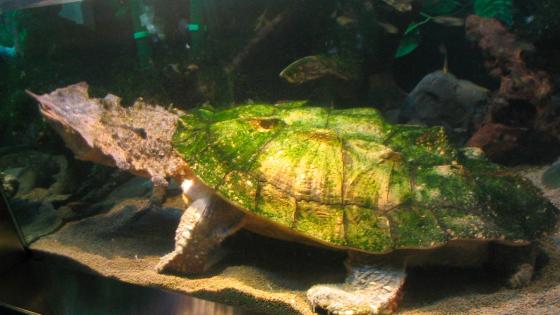 especies nuevas especies nuevas