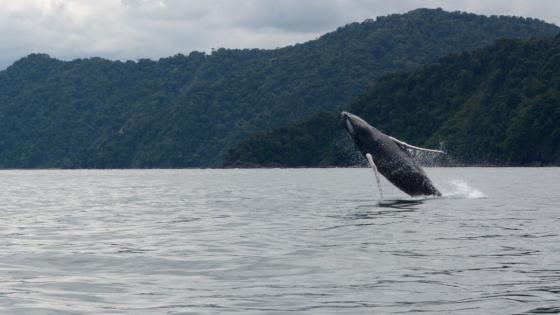 Ballenas Jorobadas