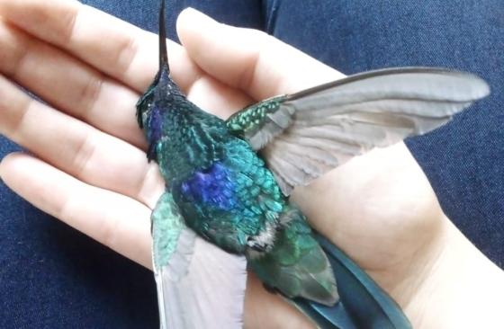 muerte aves desinfección Bogotá