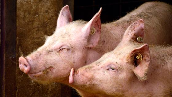 Carne de cerdo es exportada nivel internacional Carne extranjera