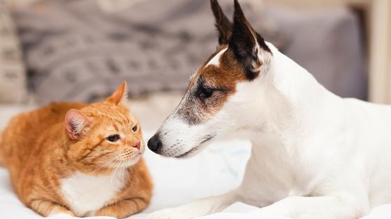 Perros y gatos Mascotas