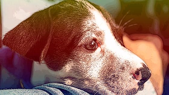 Panda: una perrita que da ejemplo de lo que significa ser fuerte Panda: una perrita que da ejemplo de lo que significa ser fuerte
