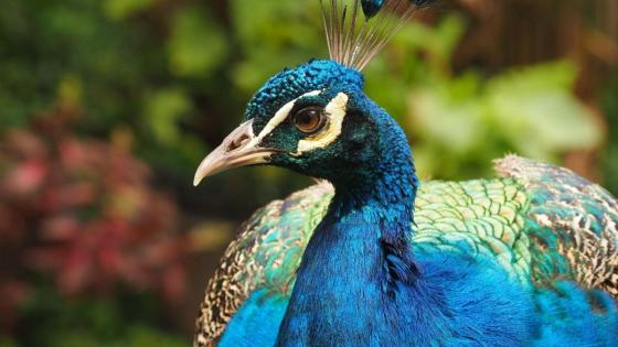 Zoologico Santa Fe de Medellín Zoologico Santa Fe de Medellín