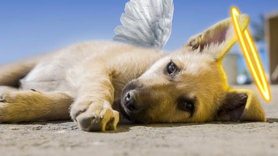 perro lanzado por soldado