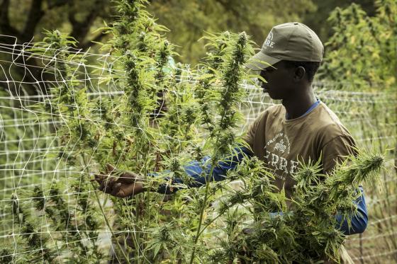 29 millones de semillas de cannabis a EE.UU 29 millones de semillas de cannabis a EE.UU