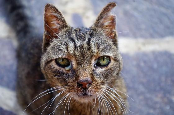 Gato enfermo