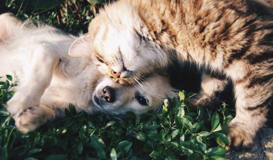 Perros y gatos Mascotas