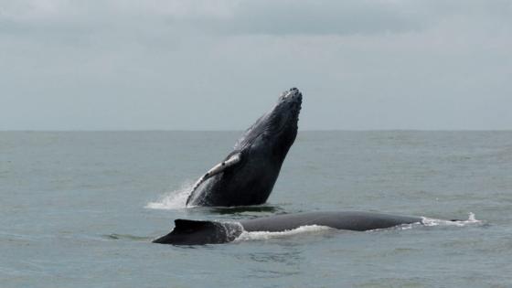 Ballenas Jorobadas Ballenas Jorobadas
