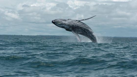 Ballenas jorobadas Ballenas jorobadas
