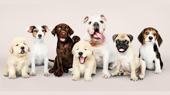 Día Mundial del Perro Día Mundial del Perro