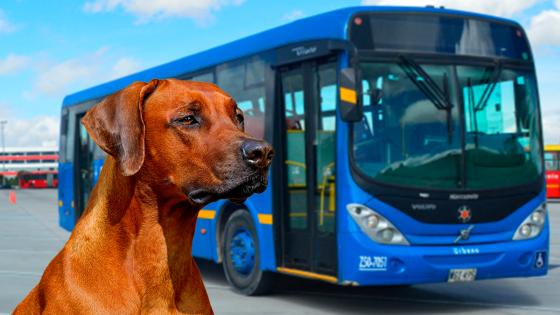 VIDEO | Conductor de un SITP atropelló a un perro y al parecer no le importó