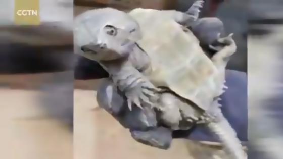  tortuga con pico de águila 