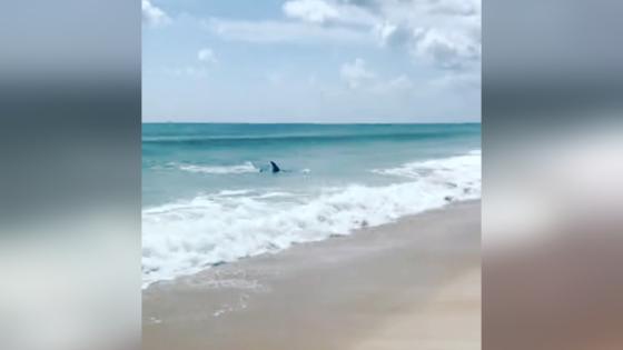 tiburón en la orilla de una playa en Florida tiburón en la orilla de una playa en Florida