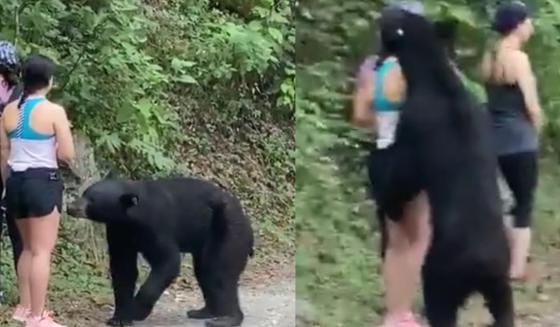  oso abraza a una mujer 