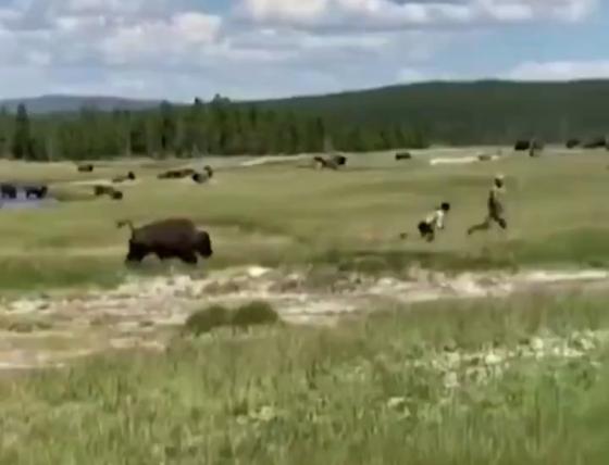 Ataque de Bisonte Ataque de Bisonte