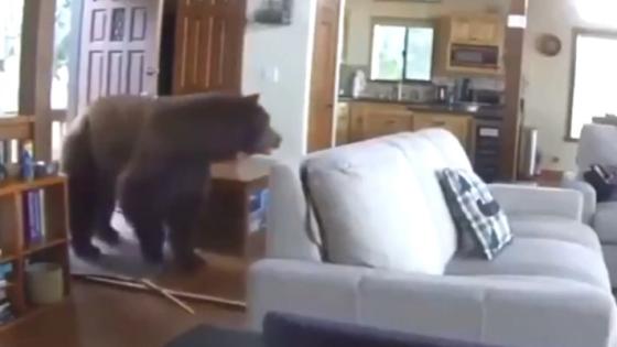 Oso entra a una casa Oso entra a una casa