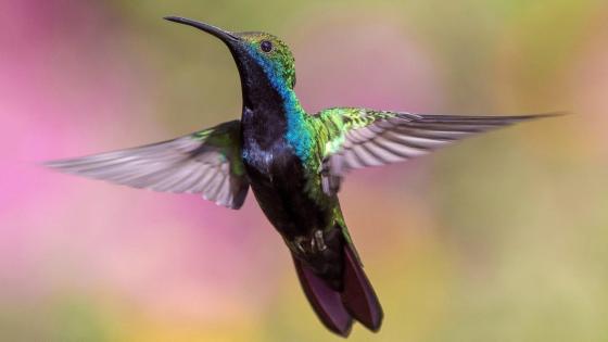 Día Nacional de la Vida Silvestre Día Nacional de la Vida Silvestre