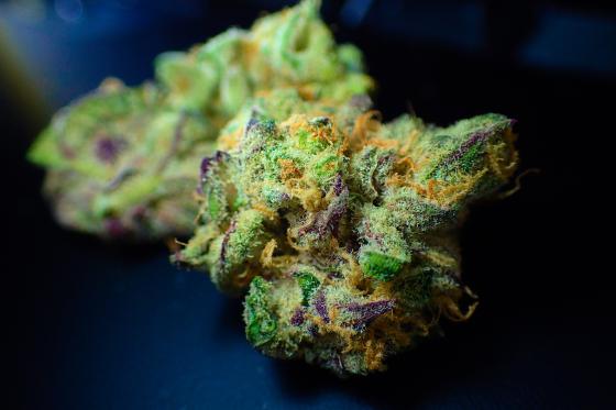 Cultivo hidropónico de marihuana Cultivo hidropónico de marihuana