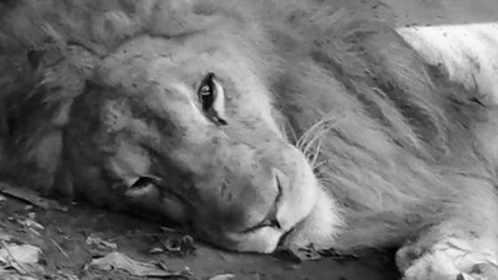 León Júpiter León Júpiter