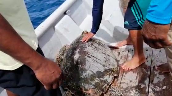 Liberan a la tortuga herida con arma blanca en San Andrés Liberan a la tortuga herida con arma blanca en San Andrés