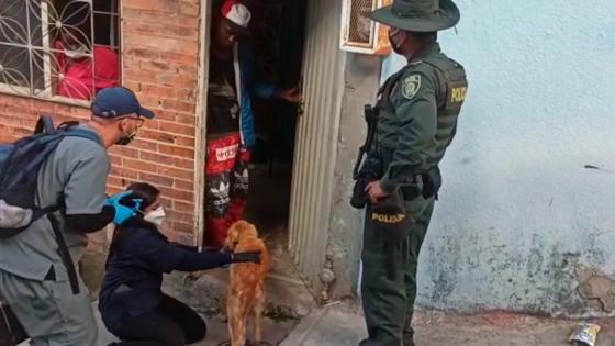 rescato a perros maltratados