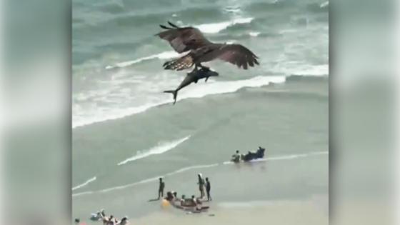 aguila caza tiburon aguila caza tiburon