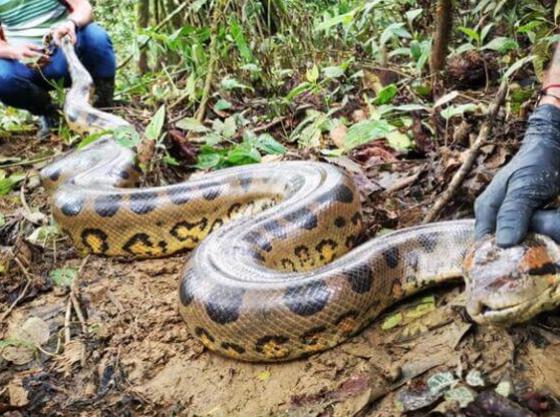 gigantesca anaconda gigantesta anaconda