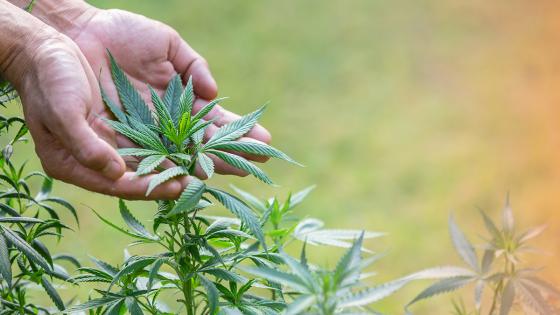 Servicios y recomendaciones para los cultivos de cannabis medicinal Servicios y recomendaciones para los cultivos de cannabis medicinal