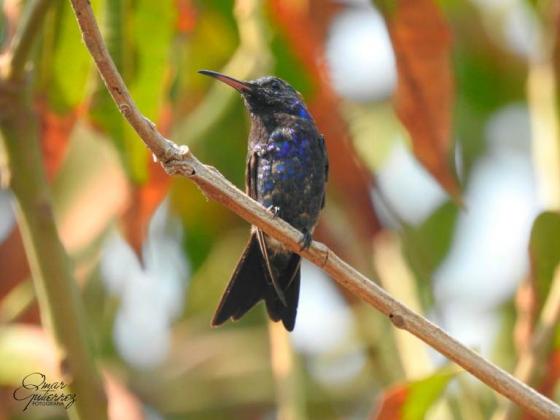 colibrí cienaguero colibrí cienaguero