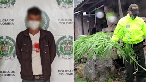 Cultivo de marihuana Cultivo de marihuana