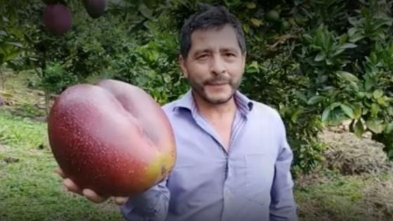 El mango más grande del mundo