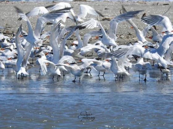 especie de aves especie de aves