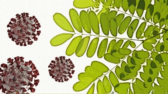 Moringa Moringa