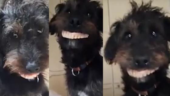 Milo perro Milo perro