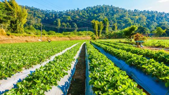 Agricultura de precisión