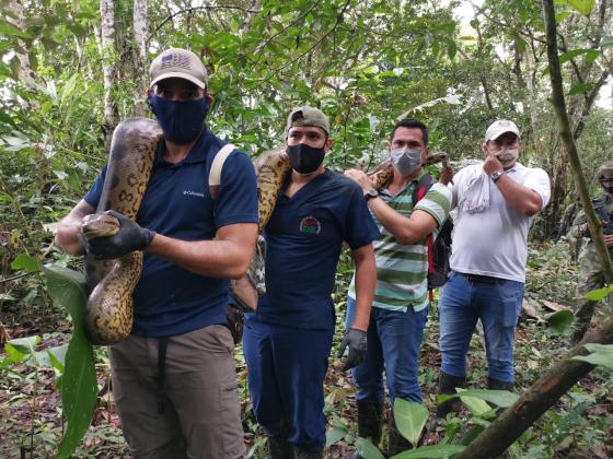 Gigantesca anaconda Gigantesca anaconda