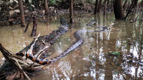 Gigantesca anaconda Gigantesca anaconda