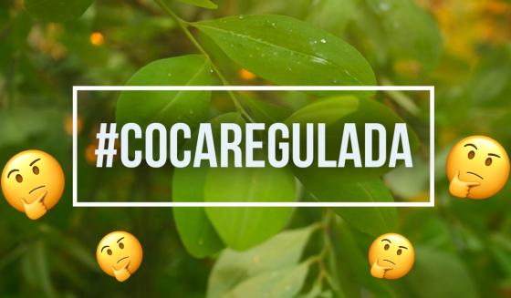 coca regulada